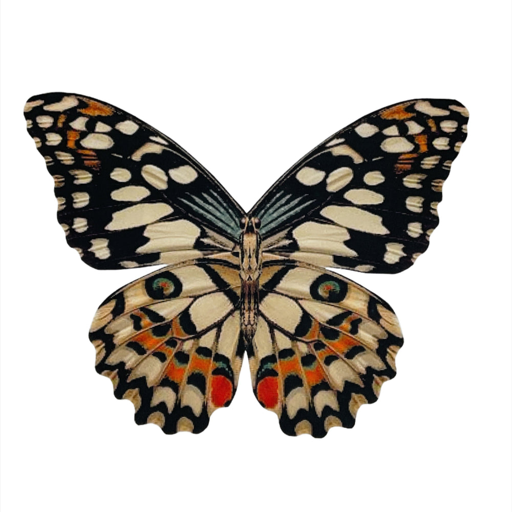 Butterfly with black, white, and orange wings.